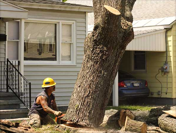 Tree Removal Charlotte, NC